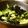 ドレステン's cooksnap of when they made 胡麻油香るセロリときゅうり炒め.