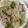 hozunyam's cooksnap of when they made 野菜モリモリ☆豚肉と野菜のレンジ蒸し☆.