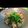 えみこんぼ's cooksnap of when they made とまらない☆鳥皮あげポン酢.