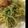 プクル's cooksnap of when they made 梅風味♡和風パスタ.