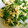 kotton306's cooksnap of when they made 菜の花のふんわり卵とじ❁.