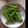 のぞみ☺︎'s cooksnap of when they made しし唐 焼き(^皿^)甘辛味付け.
