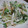 あっこりんママ's cooksnap of when they made シソ好きの大根と柿のサラダ.