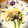 みっく＊'s cooksnap of when they made イカとほうれん草のサラダ.