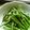 Satoco❋'s cooksnap of when they made ミニアスパラの和え物　　♪♪.