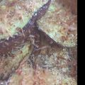 ambfox's cooksnap of when they made なす 焼くだけ〜.