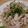 masatonton's cooksnap of when they made 豚しゃぶミョウガ.