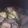 chicao's cooksnap of when they made 春らしいほうれん草とベーコンのコンソメ煮.