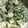 vegetation's cooksnap of when they made 簡単3ステップ！シーザーサラダ.