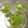 mami3131's cooksnap of when they made 簡単菜の花とささみのカレーマヨネーズ和え.