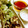 ちびっこげ's cooksnap of when they made ふきのとうの天ぷら.