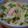 conn's cooksnap of when they made もやしとかいわれの簡単！和え物.