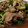 くまくまペット's cooksnap of when they made 豚肉と野菜のオイスターソース炒め。.