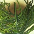 サクサクうさぎ's cooksnap of when they made ワラビのあく抜き方法→冷蔵保存.