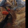 whitedot's cooksnap of when they made さっぱりおいしー♪ブリあらの梅酢煮.