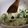 どもプリ's cooksnap of when they made 豆腐おろし.