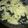 アスカチャチャ's cooksnap of when they made オレオでクッキー＆クリームアイス.