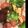 eses86's cooksnap of when they made かぶとウインナーのバター醤油炒め.