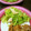 あゆみってぃー's cooksnap of when they made ササミとわさび菜の辛子醤油和え.