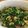 ntama2808's cooksnap of when they made 大根の葉の常備菜.