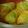まいーこ's cooksnap of when they made 白菜ロール.