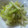 シェリーメイ。。's cooksnap of when they made セロリの簡単浅漬け.
