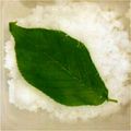 pontaizm's cooksnap of when they made 桜の葉っぱの塩漬け.