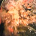 フランクフルトJr's cooksnap of when they made 鯖の水煮缶deキャベツ炒め.