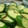 こやまやま's cooksnap of when they made 胡瓜と塩昆布で簡単浅漬け.