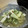 主夫のツジさん's cooksnap of when they made 中華くらげとタコのりんご入り酢の物.