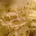 夜桜華's cooksnap of when they made キャベツの千切り.