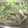 のぶよっしー's cooksnap of when they made 新ごぼうと水菜のゴマヨネーズ和え.