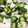 なっちゃん☻'s cooksnap of when they made 長芋とおくらのお通し.