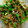 おろくにける's cooksnap of when they made 朝ごはんのお供*ねぎのかつお和え♪.