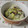 ふんわりしょこら's cooksnap of when they made さつま芋の炊き込みご飯.