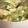 koutamama☆'s cooksnap of when they made 給食の♪ほうれん草だけど菜の花スープ.