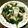 Linessa's cooksnap of when they made 鯵のレンジ蒸し☆.