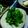 ｸﾏﾘｴ's cooksnap of when they made ほうれん草と三つ葉のお浸し.