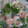 ピグぽんぽん's cooksnap of when they made エビと水菜とアボカドの生春巻き.