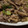 Tommy★☆'s cooksnap of when they made 豚薄切り肉と長ねぎの炒め煮.