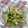 ＊taipeach＊'s cooksnap of when they made 鶏のささみとキュウリの中華風.