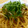 りかぷうぷう's cooksnap of when they made きのことしその和風パスタ♪.