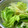 hiromidori's cooksnap of when they made 新玉ねぎと豆苗のさっぱり生姜サラダ.