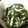 ビシビック's cooksnap of when they made ｼﾞｬｺとﾜｶﾒの和え物.
