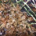 あさこ325's cooksnap of when they made レンジで☆ふわふわお好み焼き風.
