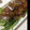 さやピー☆'s cooksnap of when they made 鯵のお刺身 * たたき風～.