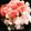 ☆ポコちゃん☆'s cooksnap of when they made 鮭・オクラ・長芋のネバネバ丼.
