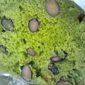 はちみつゆず酢's cooksnap of when they made 黒豆入り抹茶パウンド.
