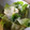 喫茶スノウ's cooksnap of when they made ☆ちょっと本格的な白菜のシーザーサラダ☆.