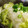 shinyui's cooksnap of when they made 白菜のおろし和え.